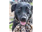 Adopt Franny a Black Labrador Retriever / Mixed dog in Uxbridge, MA (41562572)