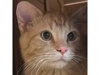 Adopt Echo a Orange or Red Tabby Domestic Shorthair (short coat) cat in Crystal
