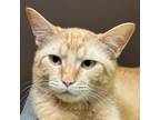 Adopt Zurich a Orange or Red Tabby Domestic Shorthair (short coat) cat in