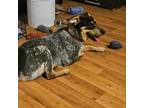 Adopt Digger a Tricolor (Tan/Brown & Black & White) Blue Heeler / Mixed dog in