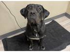 Adopt Felicity a Cane Corso / Mixed dog in Oceanside, CA (41562548)