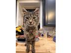 Adopt Toby a Brown Tabby Domestic Mediumhair / Mixed cat in Phillipsburg
