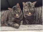Adopt Simba & Bella Need Urgent Home a Gray, Blue or Silver Tabby Tabby (short
