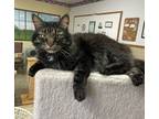 Adopt Piper a Domestic Longhair / Mixed (long coat) cat in Neillsville