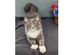 Adopt Mittens a Domestic Longhair / Mixed (long coat) cat in Neillsville