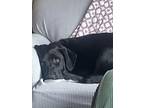 Adopt Serius Black a Black Labrador Retriever / Lancashire Heeler / Mixed dog in
