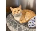 Adopt Freya a Domestic Shorthair / Mixed cat in Prince George, BC (41562537)