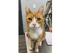 Adopt Dusty a Domestic Shorthair / Mixed cat in Prince George, BC (41562536)
