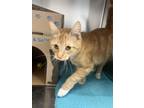 Adopt Alexa a Domestic Shorthair / Mixed cat in Prince George, BC (41562535)