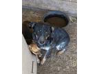 Adopt Pima a Tricolor (Tan/Brown & Black & White) Blue Heeler / Mixed dog in