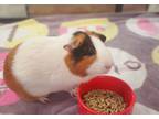 Adopt Lucy a Guinea Pig small animal in Oceanside, CA (41562563)