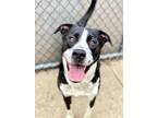 Adopt Remoulade a Black - with White Pit Bull Terrier / Mixed dog in Chicago