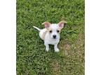 Adopt (bg) Chong a Mixed Breed (Medium) / Mixed dog in Fargo, ND (41562531)