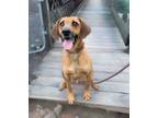 Adopt Ringo a Hound (Unknown Type) / Mixed Breed (Medium) / Mixed dog in North