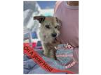 Adopt Charlie Brown a Tan/Yellow/Fawn Terrier (Unknown Type