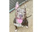 Adopt Lorena a Gray/Blue/Silver/Salt & Pepper Pit Bull Terrier / Mixed dog in