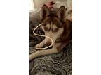 Adopt Star a Red/Golden/Orange/Chestnut - with White Husky / Mixed dog in