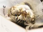 Adopt CURLY a Brown or Chocolate Domestic Mediumhair / Mixed (medium coat) cat