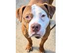 Adopt Derby a Red/Golden/Orange/Chestnut - with White Pit Bull Terrier / Mixed