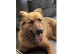 Adopt Poquita a Tan/Yellow/Fawn German Shepherd Dog / Scottish Deerhound / Mixed
