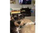 Adopt Harper a Black - with Tan, Yellow or Fawn Schnauzer (Miniature) / Mixed