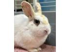 Adopt Clay a American / Mixed rabbit in Novato, CA (41562391)