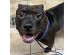 Adopt Moby (mcas) a American Staffordshire Terrier / Mixed dog in Troutdale