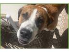 Adopt Tucker a Brindle - with White Boxer / Pit Bull Terrier / Mixed dog in Ft