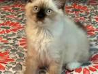 Female Seal Point Mitted TICA REGISTERED