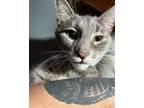 Adopt Lizzie Borden a Gray, Blue or Silver Tabby Domestic Shorthair / Mixed