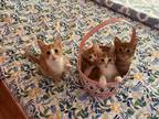 Multiple Orange Kittens For Sale