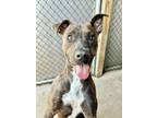 Adopt Mila a Brindle - with White Pit Bull Terrier / Mixed dog in Chicago