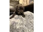 Adopt Sky a Gray/Blue/Silver/Salt & Pepper Cane Corso / Mixed dog in Portsmouth