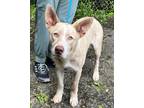 Adopt Leo (foster or foster2adopt) a White - with Tan, Yellow or Fawn Shepherd