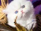 Persian White Dollface Odd Eyes Male And Female