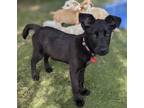 Adopt Trout a Labrador Retriever / Border Collie / Mixed dog in San Diego