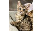 Adopt Ember a Domestic Shorthair / Mixed (short coat) cat in Grants Pass