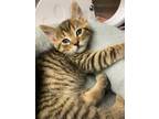 Adopt Cinder a Domestic Shorthair / Mixed (short coat) cat in Grants Pass