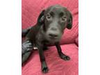 Adopt Tobby a Labrador Retriever / Mixed dog in Little Rock, AR (41562323)