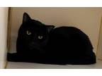 Adopt Colossus a Domestic Shorthair / Mixed (short coat) cat in Little Rock