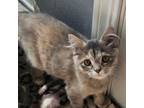 Adopt Chardock a Calico or Dilute Calico Domestic Mediumhair cat in aurora