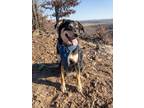 Adopt Kona a Brown/Chocolate - with Black Australian Cattle Dog / Mixed dog in
