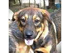 Adopt Summer a Brown/Chocolate - with Black Australian Cattle Dog / Mixed dog in