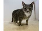 Adopt Sailor a Gray, Blue or Silver Tabby Domestic Shorthair (short coat) cat in