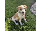 Adopt Loki a Tan/Yellow/Fawn - with White Boxer / Terrier (Unknown Type