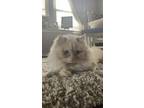 Adopt William a Cream or Ivory Ragdoll / Mixed (long coat) cat in Copley