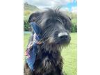 Adopt Stella a Black - with White Schnauzer (Giant) / Labradoodle / Mixed dog in