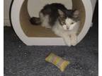Adopt Carmel a White (Mostly) Domestic Shorthair / Mixed (short coat) cat in