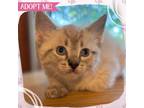 Adopt Ghost Pepper a Cream or Ivory Domestic Shorthair cat in Toms River