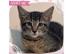 Adopt Habanero a Brown Tabby Domestic Shorthair cat in Toms River, NJ (41562280)